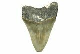 Bargain, Juvenile Megalodon Tooth - North Carolina #294437-1